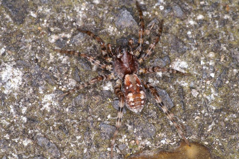 Arctosa_perita_D4709_Z_90_Waterleidingduinen_Nederland.jpg