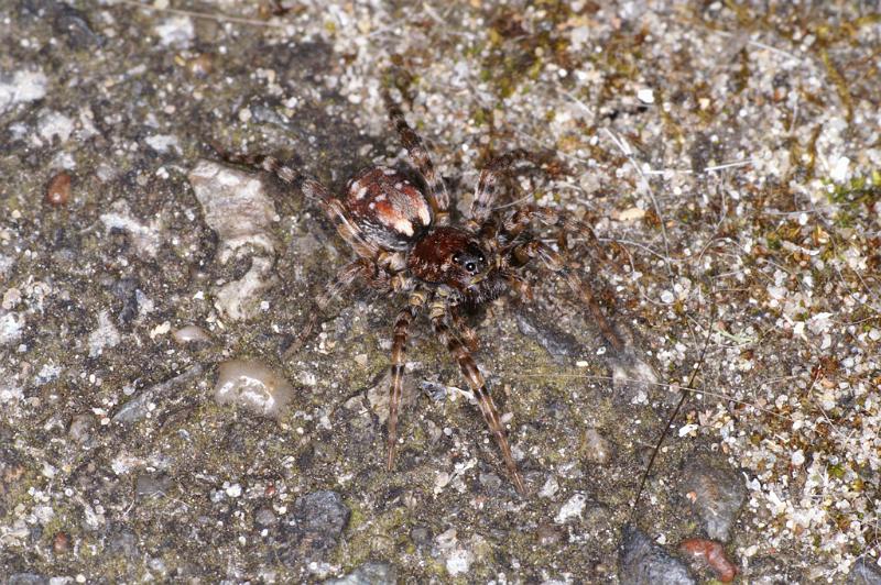 Arctosa_perita_D4710_Z_89_Waterleidingduinen_Nederland.jpg