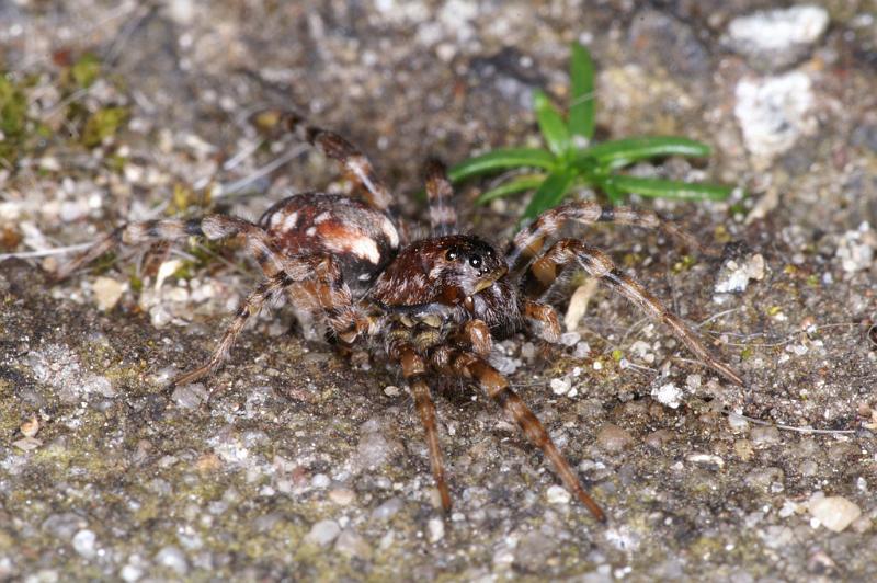 Arctosa_perita_D4712_Z_89_Waterleidingduinen_Nederland.jpg