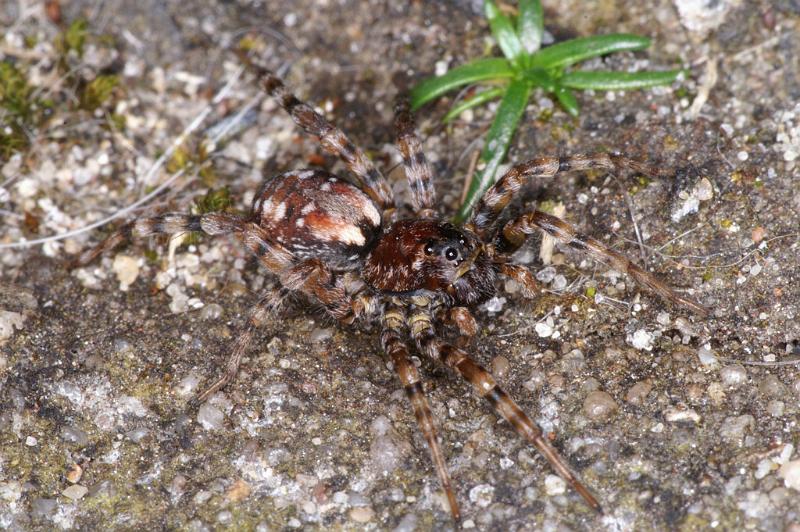 Arctosa_perita_D4713_Z_89_Waterleidingduinen_Nederland.jpg