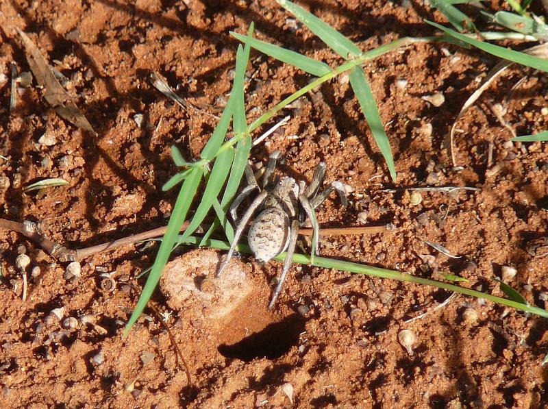 Hoggicosa_castanea_D8135_Z_88_Leinster_Australie.jpg