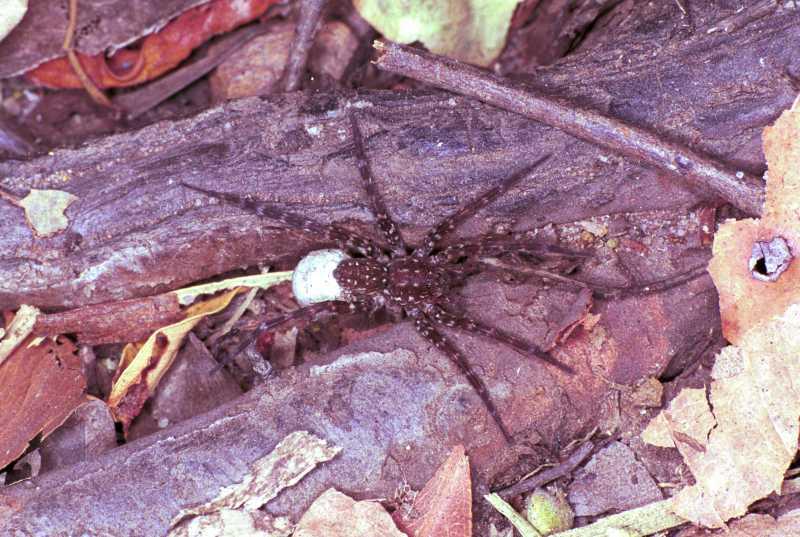 Lycosa_ZZ162_F1752_Z_85_Katherine_Australie.jpg