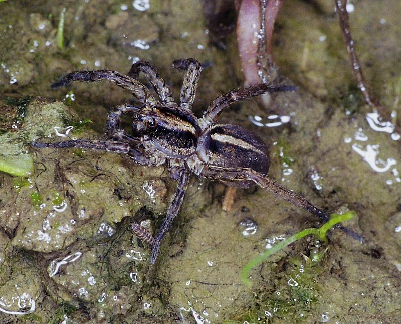 Lycosa_ZZ238_F2322_Z_90_Omapere_Nieuw-Zeeland.jpg