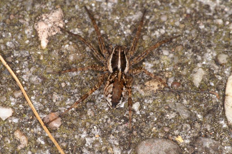 Lycosa_ZZ455_D4779_Z_90_Waterleidingduinen_Nederland.jpg