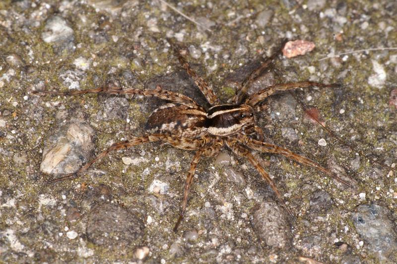 Lycosa_ZZ455_D4780_Z_90_Waterleidingduinen_Nederland.jpg