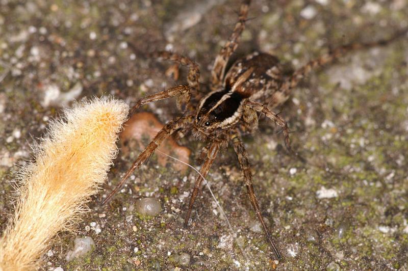 Lycosa_ZZ455_D4781_Z_88_Waterleidingduinen_Nederland.jpg