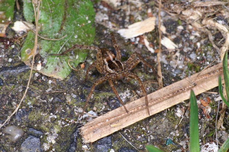 Lycosa_ZZXYX_D4706_Z_89_Waterleidingduinen_Nederland.jpg