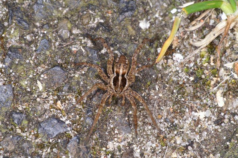 Lycosa_ZZXYX_D4707_Z_89_Waterleidingduinen_Nederland.jpg