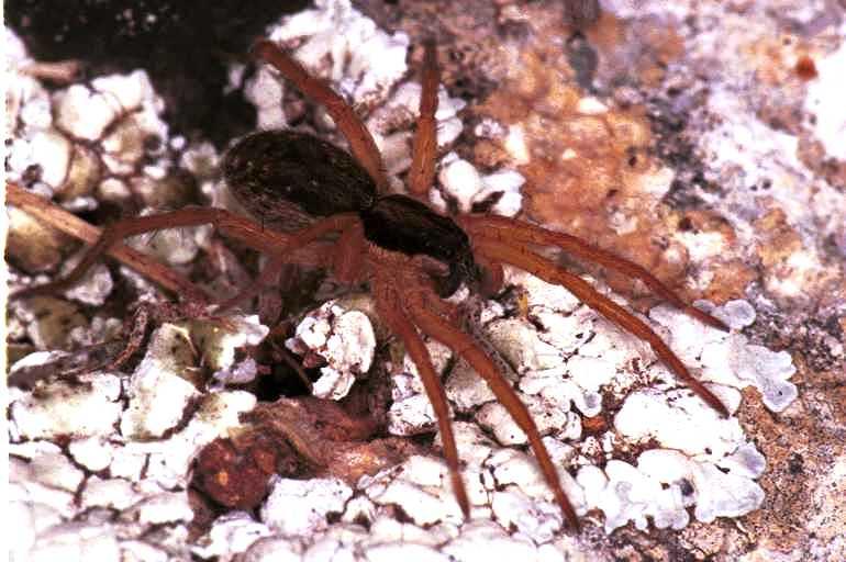 Pardosa_ZZXYX_F1554_Z_75_Kalamata_Griekenland.jpg