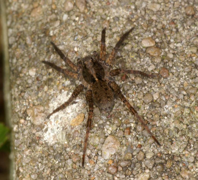 Pardosa_amentata_D2842_Z_81_Badhoevedorp_Nederland.jpg