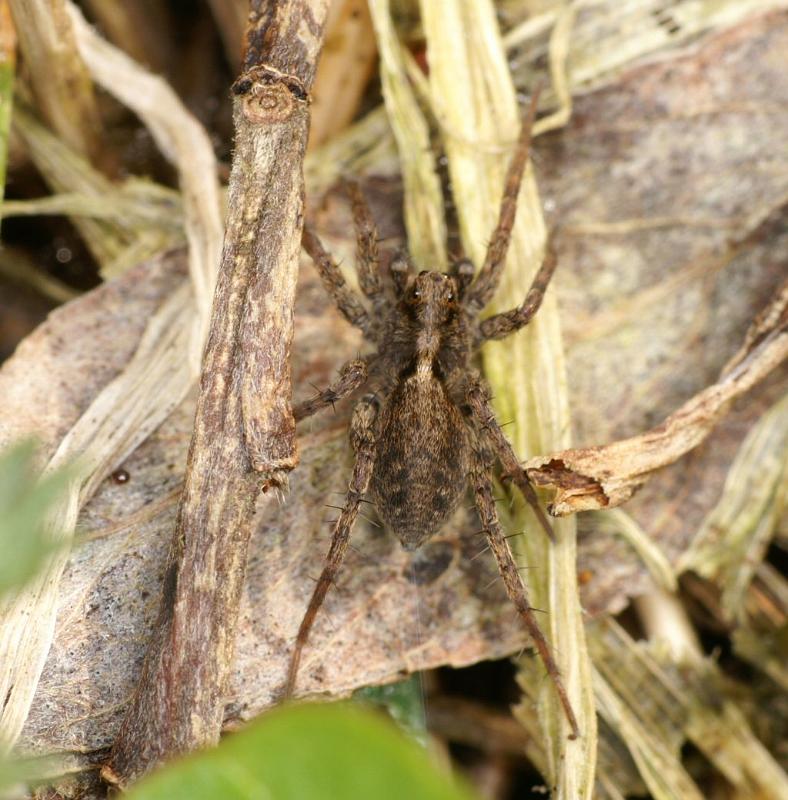 Pardosa_amentata_D2856_Z_78_Badhoevedorp_Nederland.jpg