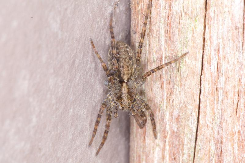 Pardosa_amentata_D4571_Z_88_Utrecht_Nederland.jpg