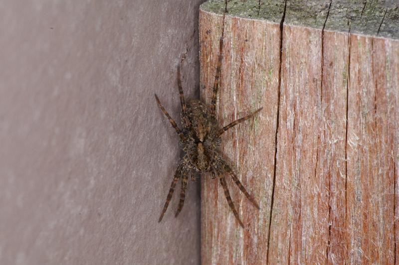 Pardosa_amentata_D4572_Z_89_Utrecht_Nederland.jpg