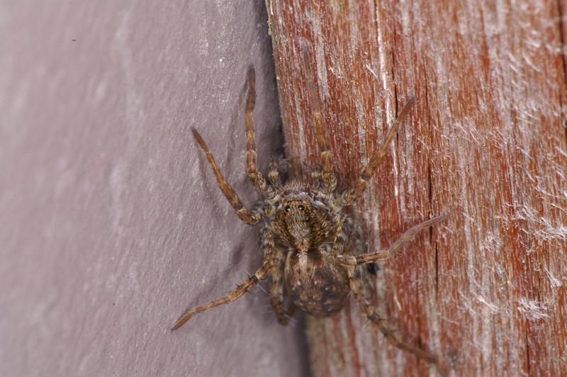 Pardosa_amentata_D4573_Z_88_Utrecht_Nederland.jpg