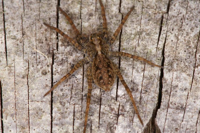 Pardosa_amentata_D4574_Z_88_Utrecht_Nederland.jpg