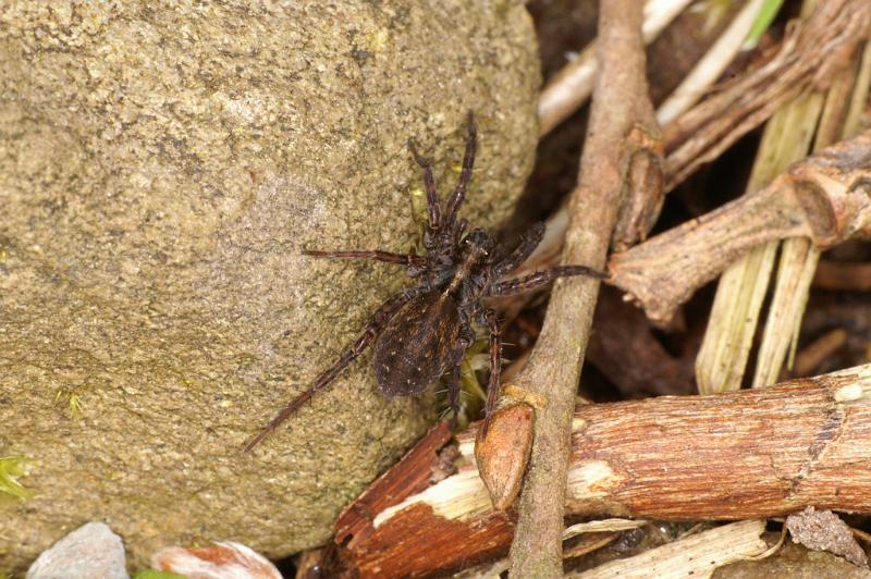 Pardosa_amentata_D4764_Z_90_Durgerdam_Nederland.jpg