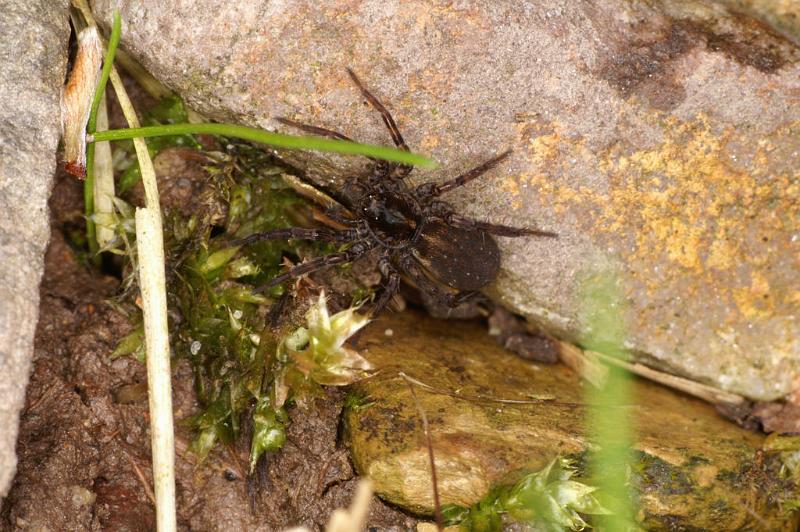 Pardosa_amentata_D4765_Z_82_Durgerdam_Nederland.jpg