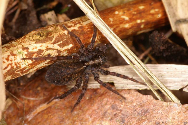 Pardosa_amentata_D4766_Z_88_Durgerdam_Nederland.jpg