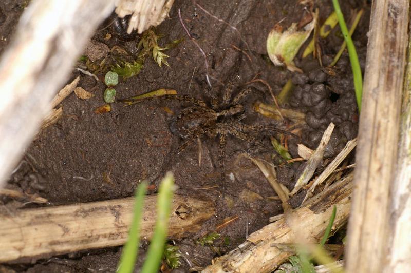 Pardosa_amentata_D4767_Z_88_Durgerdam_Nederland.jpg