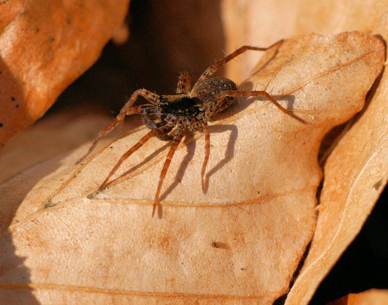 Pardosa_amentata_D5607_Z_87_Prattenburg_Nederland.jpg