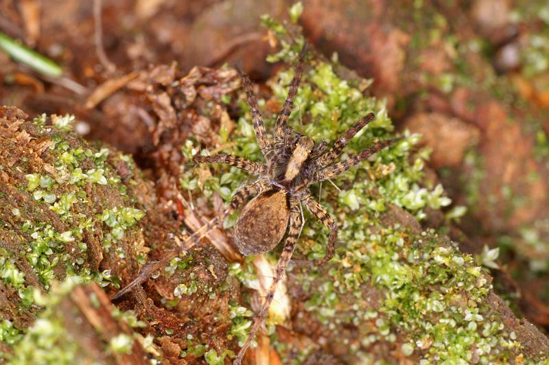 Pardosa_amentata_D5608_Z_91_Prattenburg_Nederland.jpg