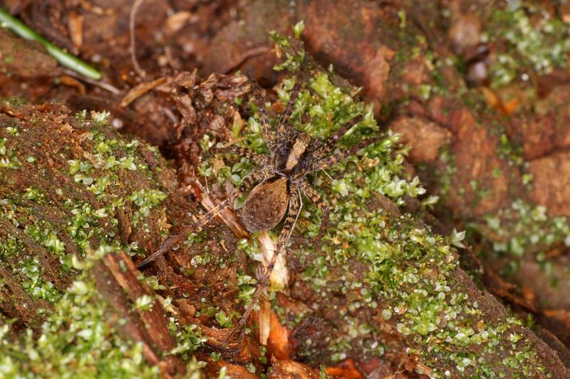 Pardosa_amentata_D5609_Z_91_Prattenburg_Nederland.jpg