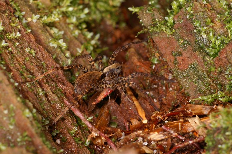 Pardosa_amentata_D5611_Z_90_Prattenburg_Nederland.jpg