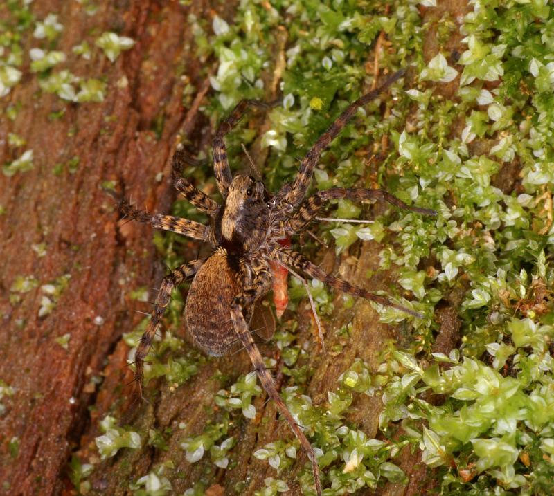 Pardosa_amentata_D5612_Z_90_Prattenburg_Nederland.jpg