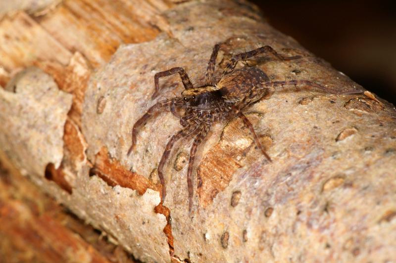 Pardosa_amentata_D5617_Z_89_Prattenburg_Nederland.jpg