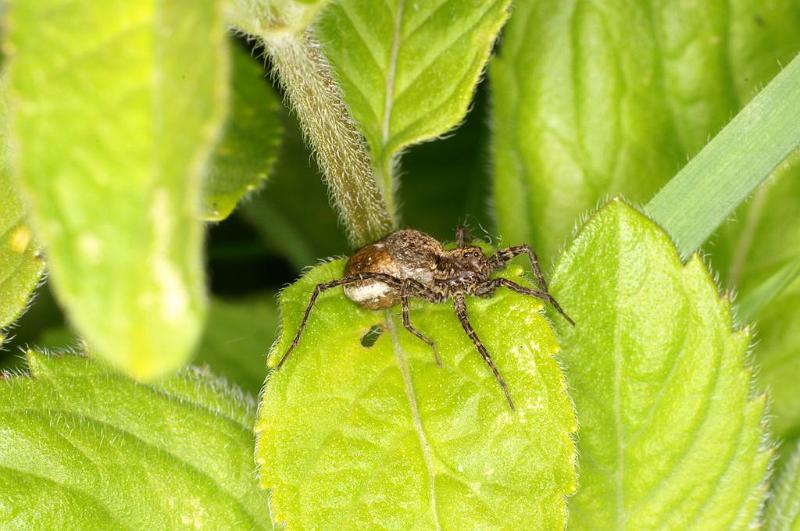 Pardosa_amentata_D6995_Z_86_Waterleidingduinen_Nederland.jpg