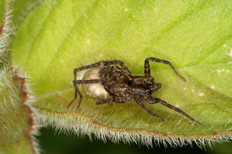 Pardosa_amentata_D6996_Z_89_Waterleidingduinen_Nederland.jpg