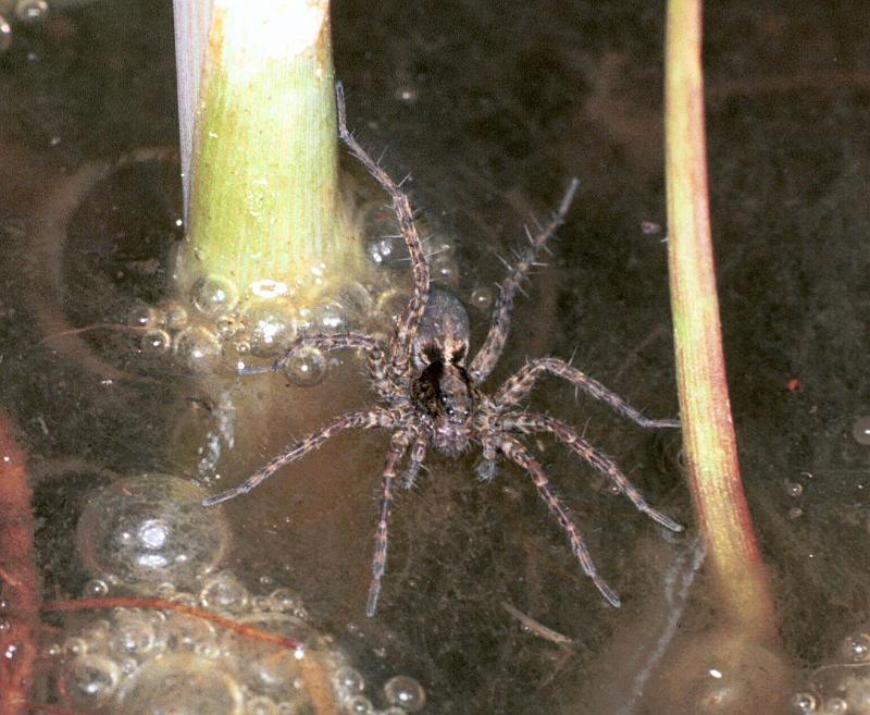 Pardosa_amentata_F2070_O_78_Halfweg_Nederland.jpg