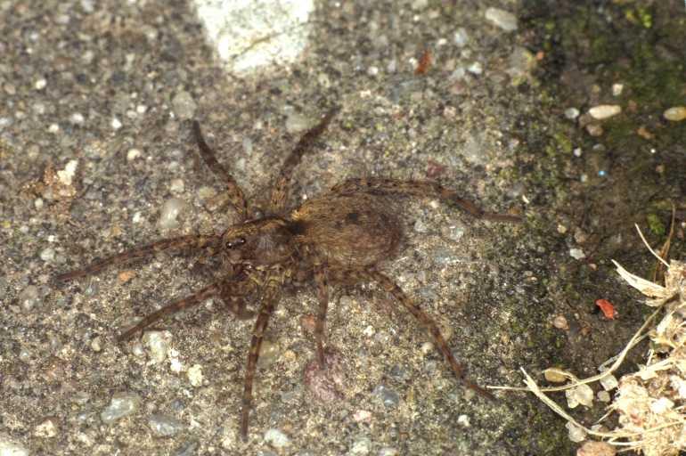 Pardosa_hortensis_F0149_D_80_Badhoevedorp_Nederland.jpg