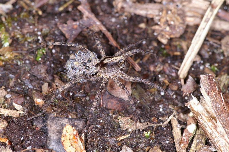 Pardosa_lugubris_D4462_Z_82_Belversven_Nederland.jpg