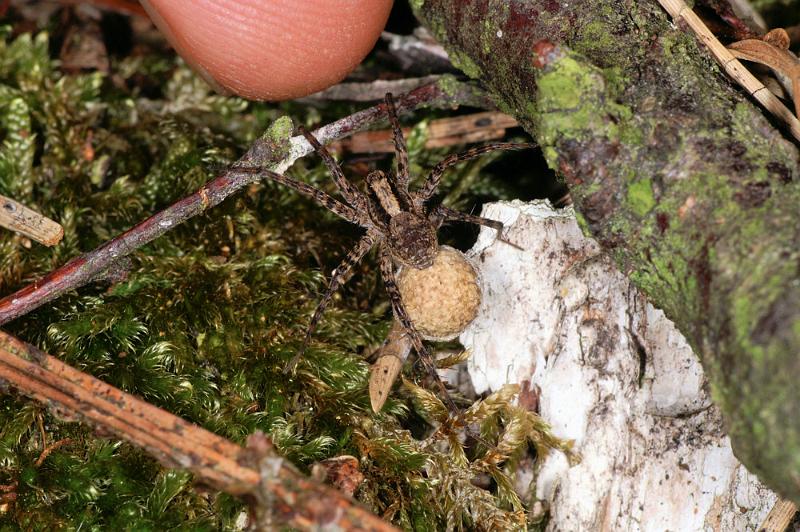 Pardosa_lugubris_D4472_Z_88_Belversven_Nederland.jpg