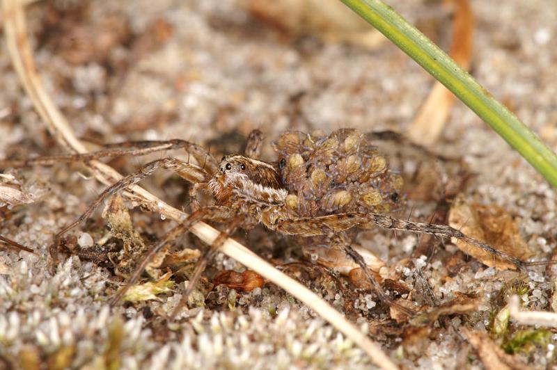 Pardosa_lugubris_D4582_Z_85_Waterleidingduinen_Nederland.jpg