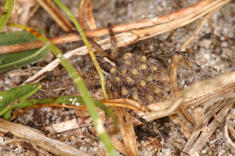 Pardosa_lugubris_D4583_Z_80_Waterleidingduinen_Nederland.jpg