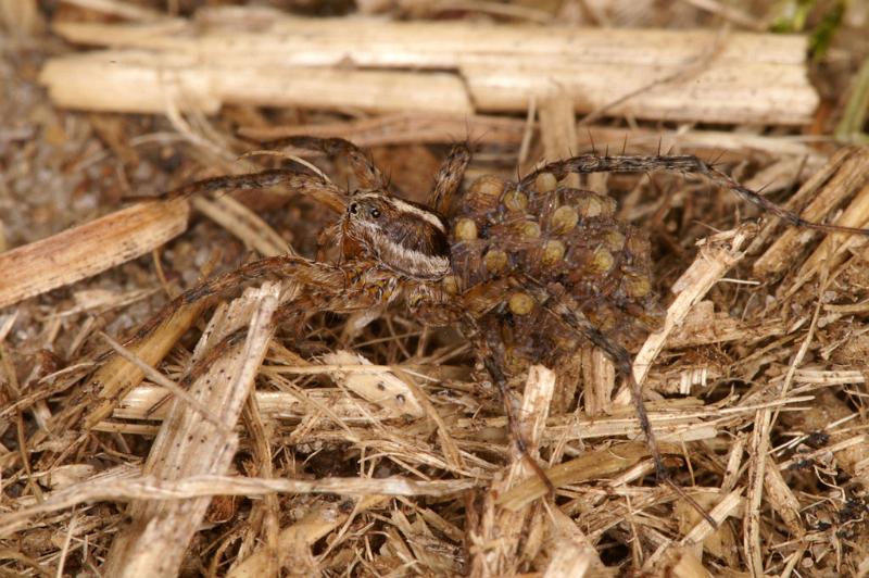 Pardosa_lugubris_D4584_Z_90_Waterleidingduinen_Nederland.jpg