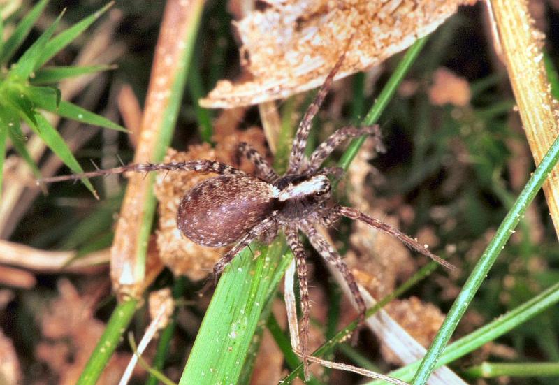 Pardosa_lugubris_F2235_Z_85_Loenen(Gld)_Nederland.jpg