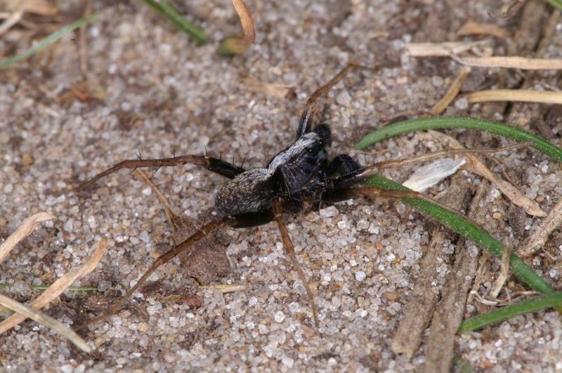 Pardosa_saltans_D4271_Z_90_Waterleidingduinen_Nederland.jpg