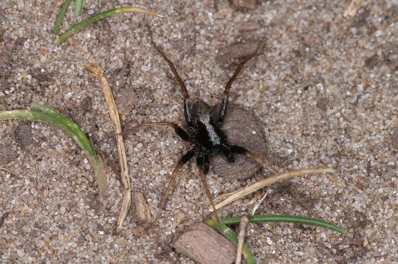 Pardosa_saltans_D4272_Z_85_Waterleidingduinen_Nederland.jpg