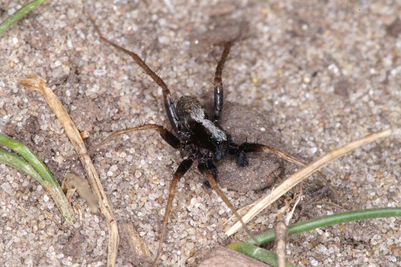 Pardosa_saltans_D4273_Z_86_Waterleidingduinen_Nederland.jpg