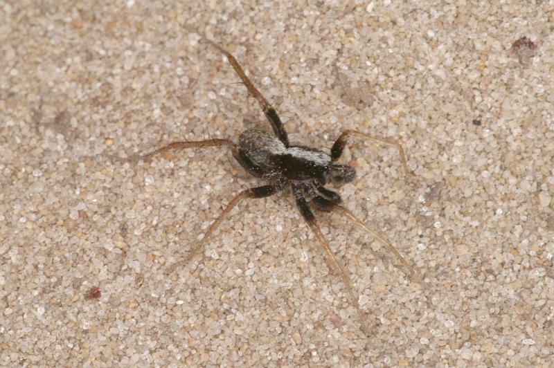 Pardosa_saltans_D4274_Z_87_Waterleidingduinen_Nederland.jpg