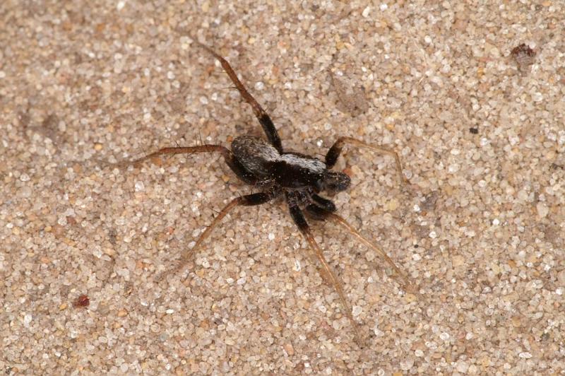 Pardosa_saltans_D4275_Z_88_Waterleidingduinen_Nederland.jpg