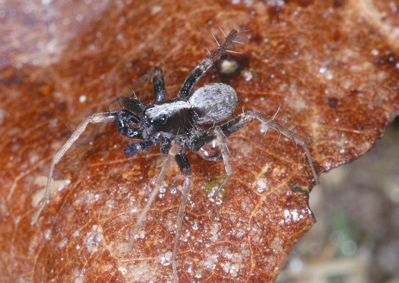 Pardosa_saltans_D4283_Z_90_Waterleidingduinen_Nederland.jpg