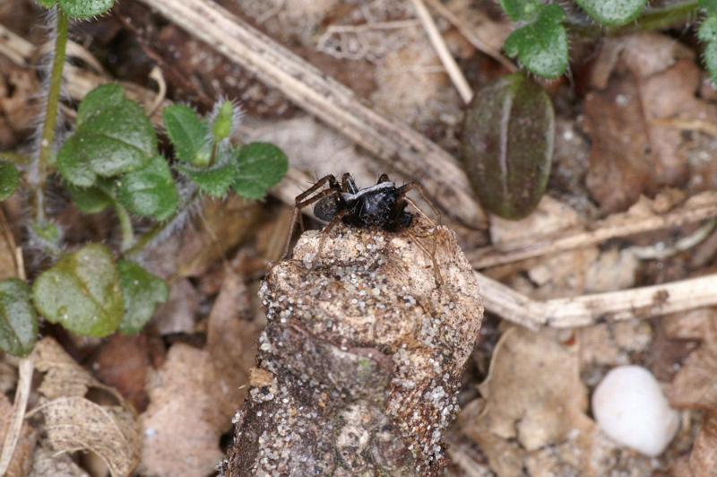 Pardosa_saltans_D4289_Z_90_Waterleidingduinen_Nederland.jpg