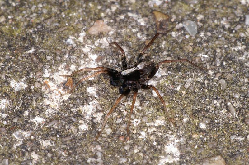 Pardosa_saltans_D4702_Z_89_Waterleidingduinen_Nederland.jpg