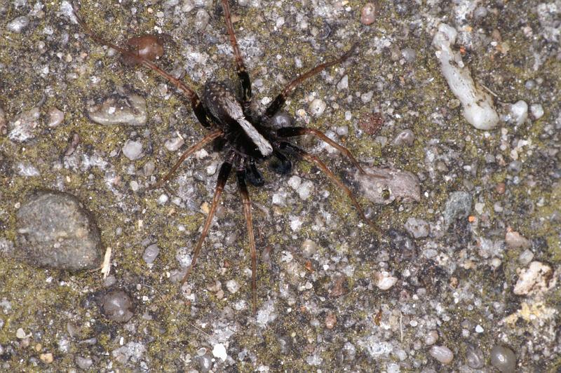 Pardosa_saltans_D4703_Z_85_Waterleidingduinen_Nederland.jpg