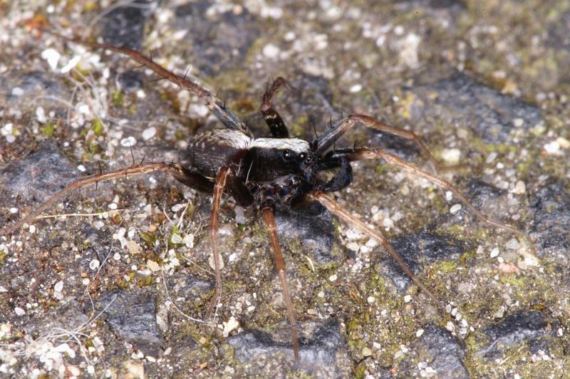 Pardosa_saltans_D4704_Z_89_Waterleidingduinen_Nederland.jpg