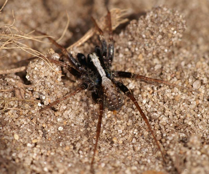 Pardosa_saltans_D6009_Z_82_Waterleidingduinen_Nederland.jpg